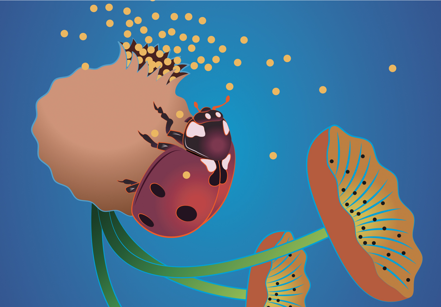 Graphisme& Illustration