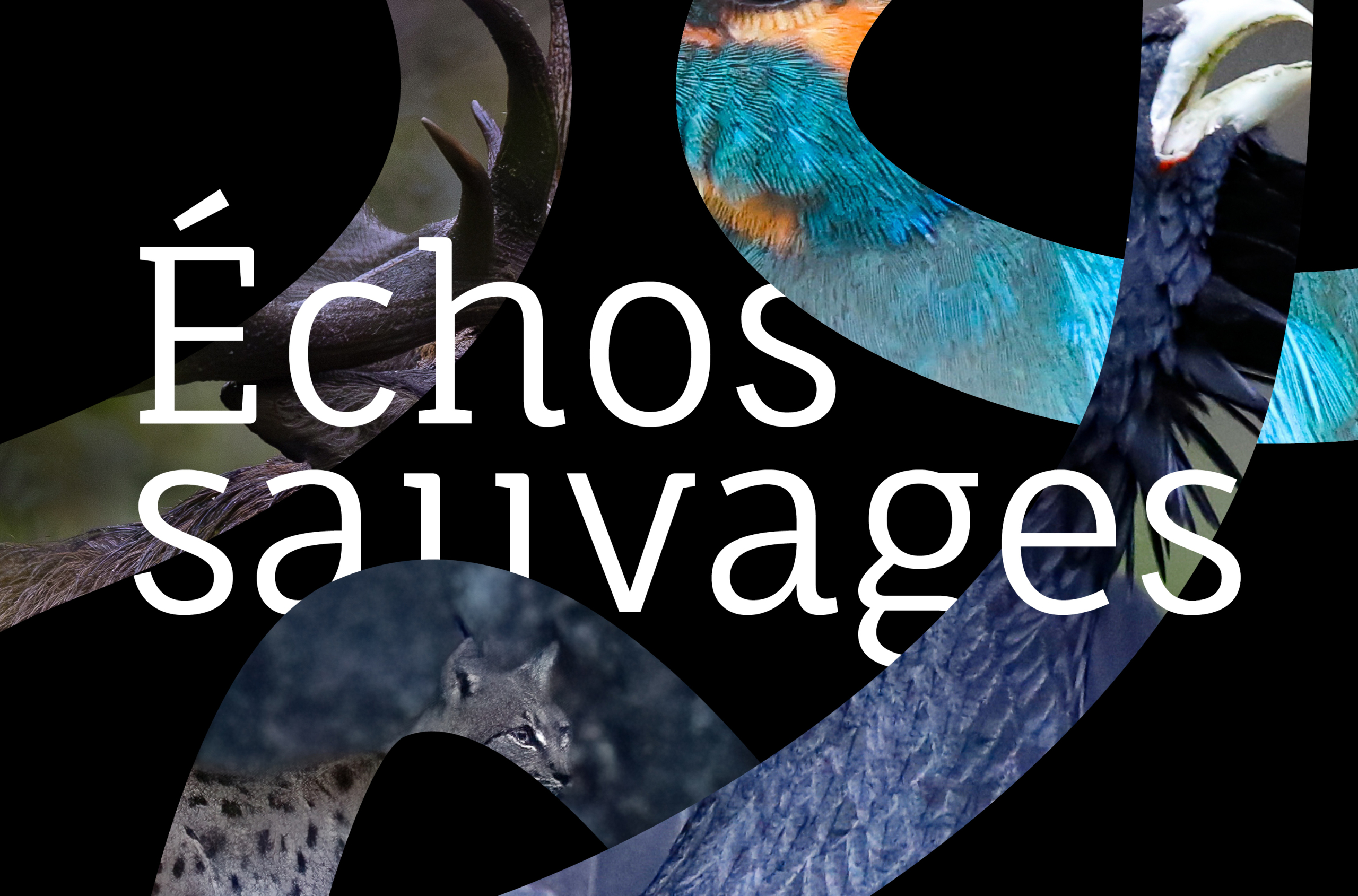 Echos sauvages – Venobia